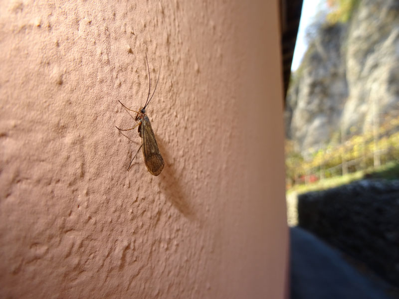 Limnephilidae: cfr. Melampophylax sp. di Pomarolo (TN)